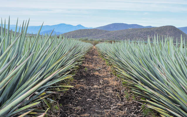 Agave Field: La Bolsa, crafted for Tequila Azul Imperial