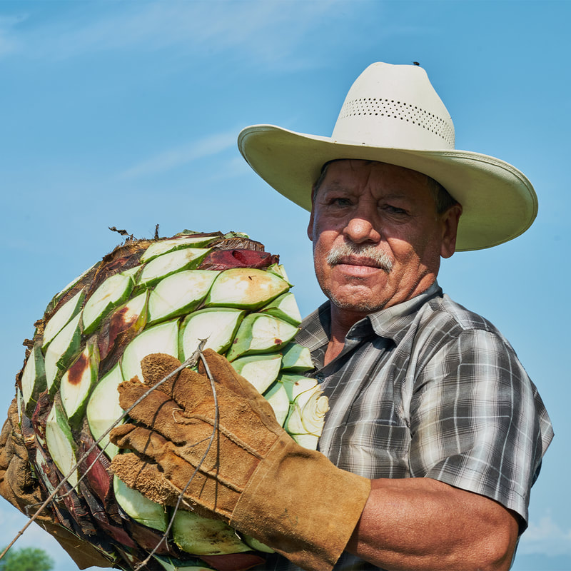 Jimador holding an agave heart