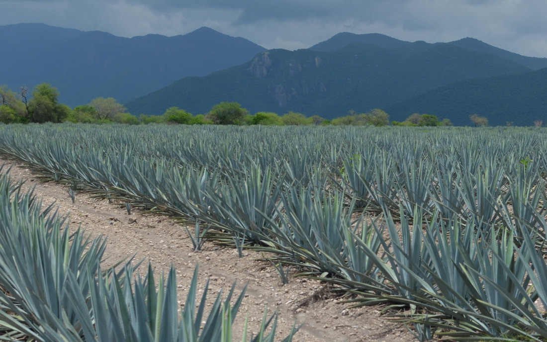 Agave Field: El Platanar, agave sourced for Tequila Azul Imperial